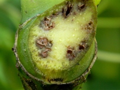 Kava leaves with dieback symptoms - Risk to potential export crop